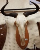 A mounted Wildebeest skull and horns on