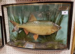 A taxidermy stuffed and mounted Roach in naturalistic setting and verre eglomise bow fronted three