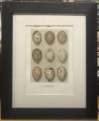 A set of four chromolithographs of bird egg specimens