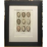 A set of four chromolithographs of bird egg specimens