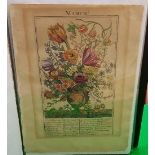 A collection of engravings entitled "The Flower Garden" from 1734 after the originals by Pieter