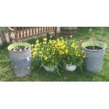 Two galvanised metal bins and two garden planters