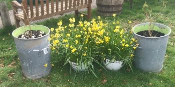 Two galvanised metal bins and two garden planters