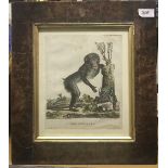 AFTER JACK EUSTACHE DE SEVE "Simia Maimon Linn" late 18th Century coloured etching of a monkey,