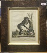 AFTER JACK EUSTACHE DE SEVE "Simia Maimon Linn" late 18th Century coloured etching of a monkey,