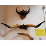 Six sets of buffalo horns, two on shield mounts,