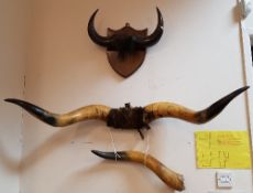 Six sets of buffalo horns, two on shield mounts,