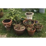A collection of ten various terracotta and concrete garden pots