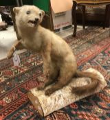 A taxidermy stuffed and mounted Pinemarten on silver birch log mount Size approx 45cm high x 37cm