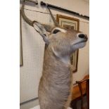 A taxidermy stuffed and mounted Water Buck head and shoulder mount with horns Size approx 133cm