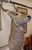 A taxidermy stuffed and mounted Water Buck head and shoulder mount with horns Size approx 133cm