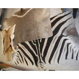 A Zebra pelt (rear quarter), Black Buck pelt (rear quarter) and Impala pelt,