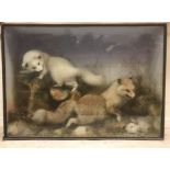 A Victorian taxidermy study of stuffed and mounted Foxes with Rabbit prey,