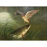 A ROLAND KNIGHT "Pike and Mallard Drake Amongst Bullrushes", oil on canvas, signed lower left,
