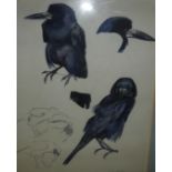 NORBERTINE BRESSLERN-ROTH (Austrian 1891-1978) "Studies of a Crow", watercolour,