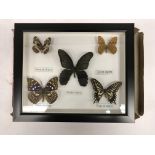 A modern framed and glazed collection of five exotic Butterflies