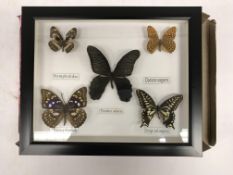 A modern framed and glazed collection of five exotic Butterflies