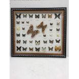 A modern framed and glazed collection of 37 various lepidoptery specimens including Atlas Moths,