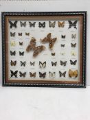 A modern framed and glazed collection of 37 various lepidoptery specimens including Atlas Moths,