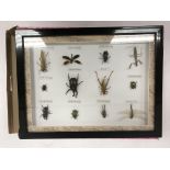 A modern framed and glazed collection of insects including Locust, Praying Mantis, Grasshopper,