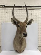 A taxidermy stuffed and mounted Waterbuck head and shoulder mount, with horns,