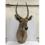 A taxidermy stuffed and mounted Waterbuck head and shoulder mount, with horns,