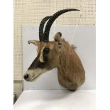 A taxidermy stuffed and mounted Roan Antelope head and shoulder mount, with horns,