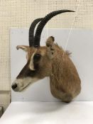 A taxidermy stuffed and mounted Roan Antelope head and shoulder mount, with horns,
