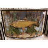 A Victorian taxidermy stuffed and mounted Roach in verre eglomise bow-fronted glazed display case