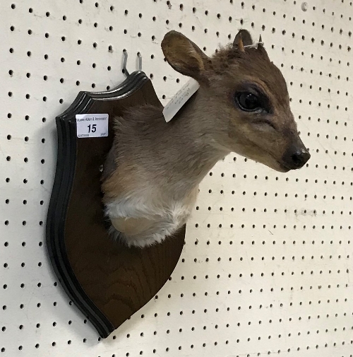 A taxidermy stuffed and mounted Blue Duiker head and shoulders mount, with horns, - Image 3 of 4