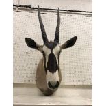 A taxidermy stuffed and mounted Oryx / Gemsbok head and shoulder mount, with horns,