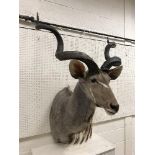 A taxidermy stuffed and mounted Greater Kudu head and shoulder mount, with horns,
