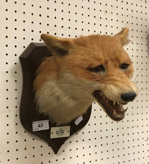 A taxidermy stuffed and mounted Fox mask in the manner of Peter Spicer, - Image 5 of 9