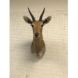 A taxidermy stuffed and mounted Mountain Reedbuck head and shoulder mount, with horns,
