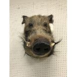 A taxidermy stuffed and mounted Bush Pig head and shoulders mount, with tusks,