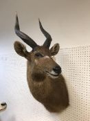 A taxidermy stuffed and mounted Sitatunga head and shoulder mount, with horns,