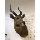 A taxidermy stuffed and mounted Sitatunga head and shoulder mount, with horns,