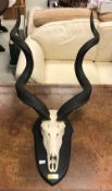 A Kudu skull and horns on ebonised shield mount,