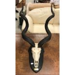 A Kudu skull and horns on ebonised shield mount,