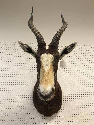 A taxidermy stuffed and mounted Blesbok head and shoulders mount, with horns,