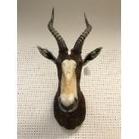 A taxidermy stuffed and mounted Blesbok head and shoulders mount, with horns,