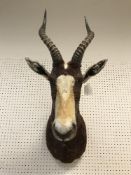 A taxidermy stuffed and mounted Blesbok head and shoulders mount, with horns,