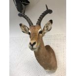 A taxidermy stuffed and mounted Impala head and shoulder mount with horns inscribed verso"Impala 17