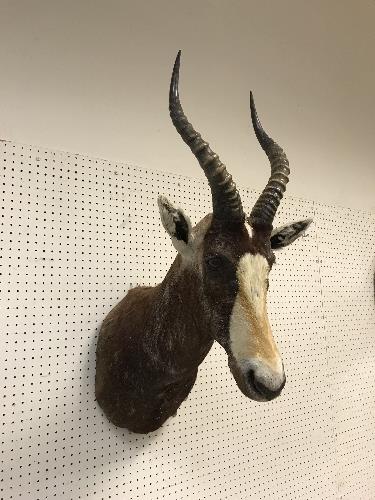 A taxidermy stuffed and mounted Blesbok head and shoulders mount, with horns, - Image 3 of 4