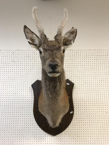 A taxidermy stuffed and mounted Juvenile Red Deer Stag with antlers in fur, - Image 2 of 4