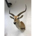A taxidermy stuffed and mounted Reedbuck head and shoulder mount, with horns,