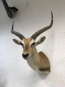 A taxidermy stuffed and mounted Reedbuck head and shoulder mount, with horns,