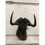 A taxidermy stuffed and mounted Black Wildebeest head and shoulder mount, with horns,