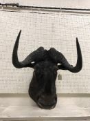 A taxidermy stuffed and mounted Black Wildebeest head and shoulder mount, with horns,