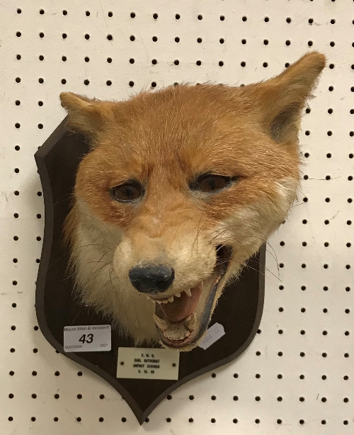 A taxidermy stuffed and mounted Fox mask in the manner of Peter Spicer, - Image 4 of 9